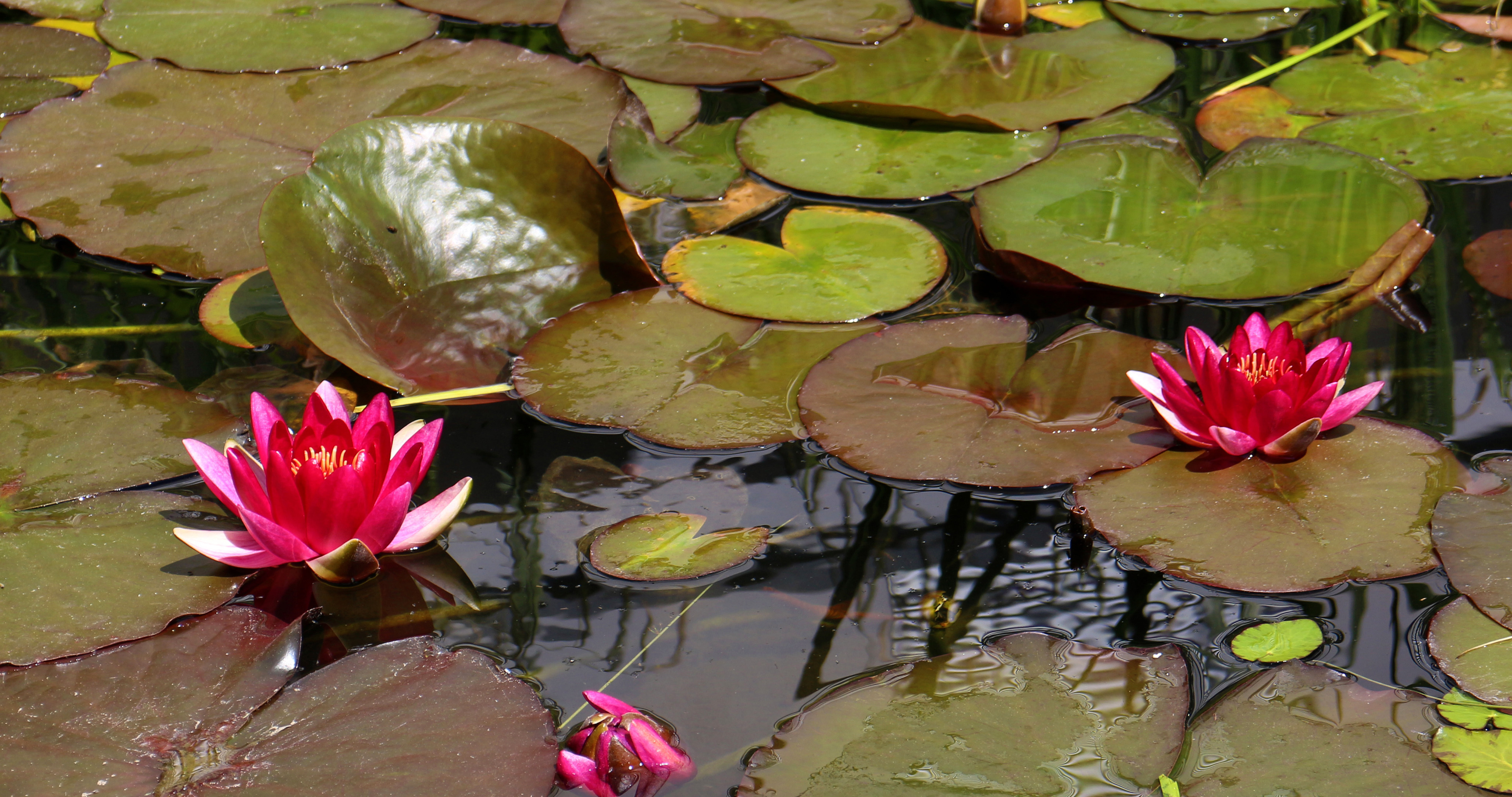 abtei_hamborn_garten_seerose.jpg