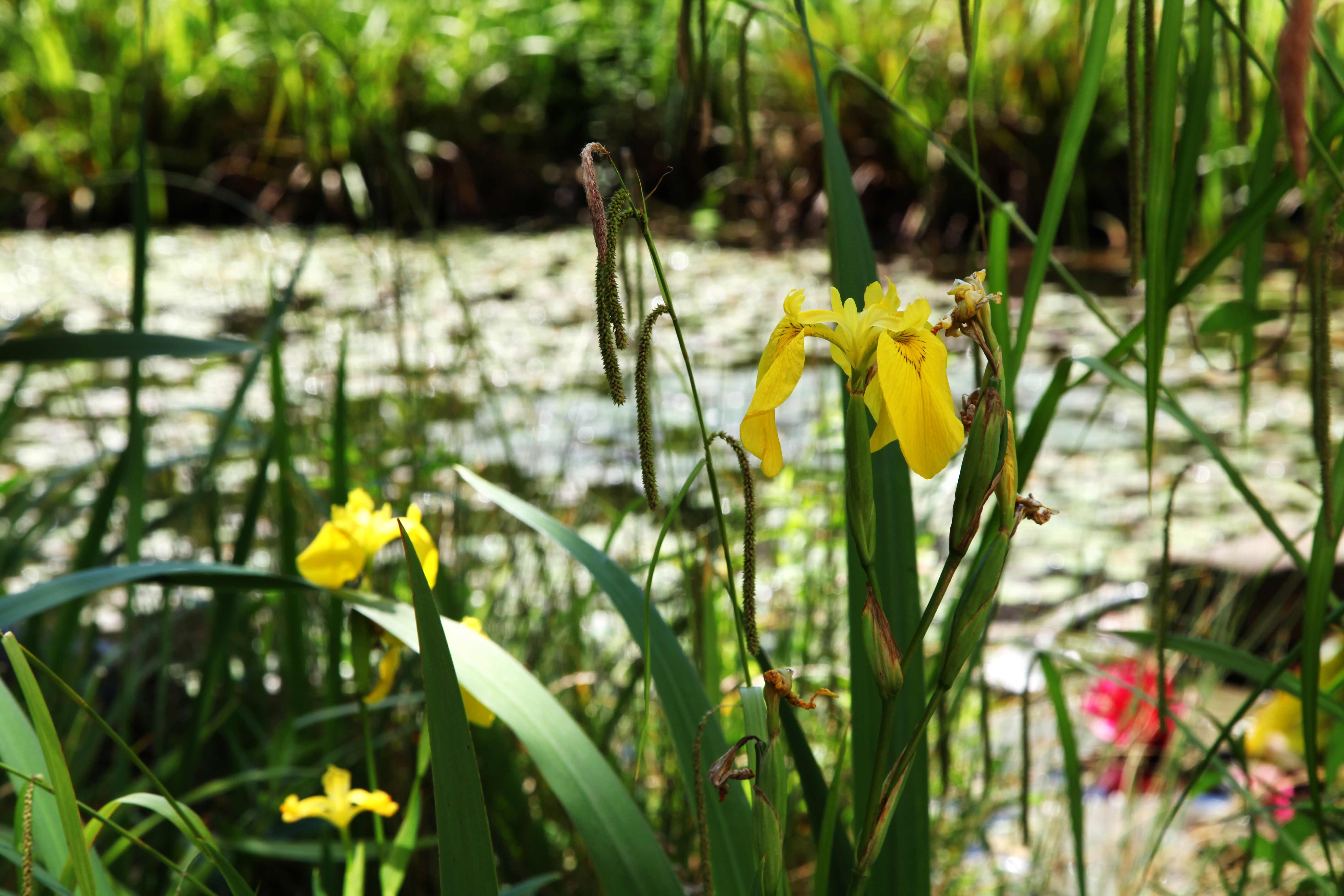 abtei-hamborn-garten-30.jpg