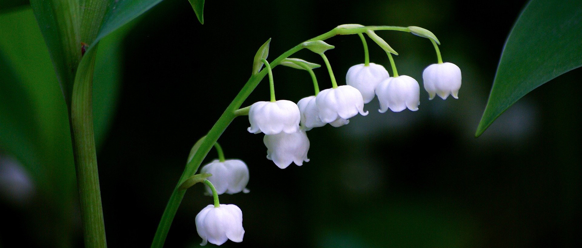 Grußwort zum ersten Mai